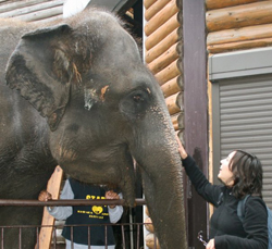 Mayuka at Zoo with Elephant